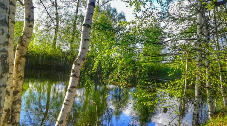 Birketraer Skovsoe Istock 838435866 Komprimeret